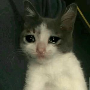 Gatinho fazendo carinha triste enquanto espera
