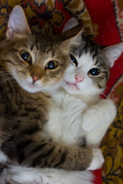Dois gatinhos abraçadinhos, felizes